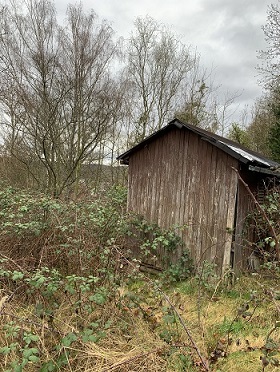 Beispielfoto verwilderter Garten