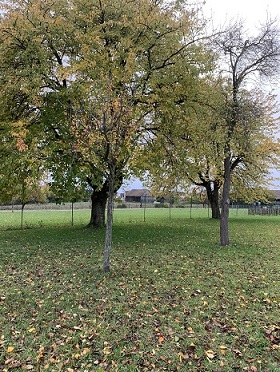 Beispielfoto Garten 3